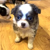 Azalea “Danica”, a female Chihuahua for sale in Paxton, IL – Photo 1 of 6