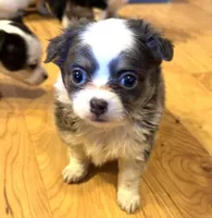 Azalea “Danica”, a female Chihuahua for sale in Paxton, IL – Photo 1 of 6