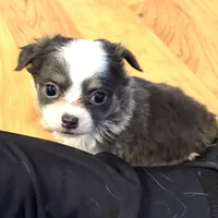 Azalea “Danica”, a female Chihuahua for sale in Paxton, IL – Photo 2 of 6