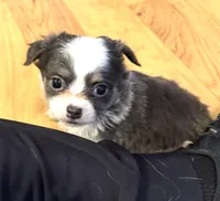 Azalea “Danica”, a female Chihuahua for sale in Paxton, IL – Photo 2 of 6