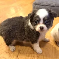 Azalea “Danica”, a female Chihuahua for sale in Paxton, IL – Photo 5 of 6