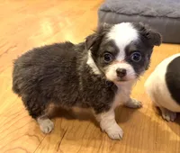 Azalea “Danica”, a female Chihuahua for sale in Paxton, IL – Photo 5 of 6