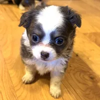 Azalea “Danica”, a female Chihuahua for sale in Paxton, IL – Photo 6 of 6