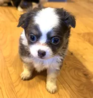 Azalea “Danica”, a female Chihuahua for sale in Paxton, IL – Photo 6 of 6