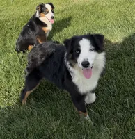 Andy, a male Miniature American Shepherd for sale in Paxton, IL – 2 of 7