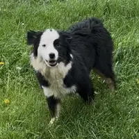 Brynn “Brawnley”, a female Miniature American Shepherd for sale in Paxton, IL – Photo 6 of 7