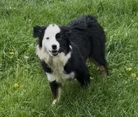 Brynn “Brawnley”, a female Miniature American Shepherd for sale in Paxton, IL – Photo 6 of 7