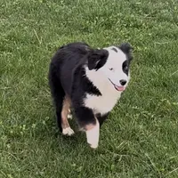 Brynn “Brawnley”, a female Miniature American Shepherd for sale in Paxton, IL – Photo 2 of 7