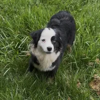 Brynn “Brawnley”, a female Miniature American Shepherd for sale in Paxton, IL – Photo 7 of 7