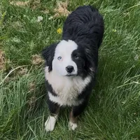 Brynn “Brawnley”, a female Miniature American Shepherd for sale in Paxton, IL – Photo 1 of 7