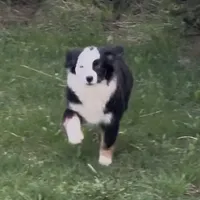 Brynn “Brawnley”, a female Miniature American Shepherd for sale in Paxton, IL – Photo 4 of 7
