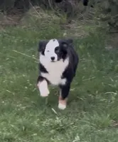 Brynn “Brawnley”, a female Miniature American Shepherd for sale in Paxton, IL – Photo 4 of 7