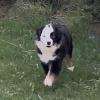 Brynn “Brawnley”, a female Miniature American Shepherd for sale in Paxton, IL – Photo 3 of 7