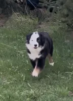 Brynn “Brawnley”, a female Miniature American Shepherd for sale in Paxton, IL – Photo 3 of 7