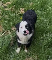 Brynn “Brawnley”, a female Miniature American Shepherd for sale in Paxton, IL – Photo 5 of 7
