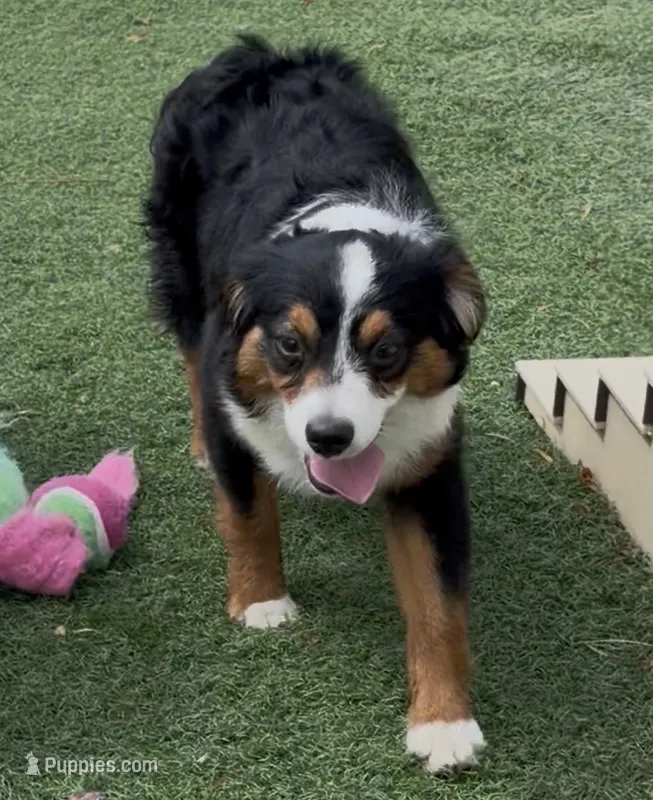 Happy “Hazel” – Miniature American Shepherd puppy for sale in Paxton, IL