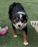 Happy “Hazel”, a female Miniature American Shepherd for sale in Paxton, IL – 1 of 10