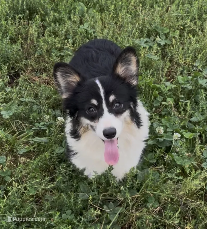 Sahara “Josie” – Pembroke Welsh Corgi puppy for sale in Paxton, IL