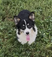 Sahara “Josie”, a female Pembroke Welsh Corgi for sale in Paxton, IL – 1 of 10