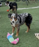 Brooklynn “Brianna”, a female Miniature American Shepherd for sale in Paxton, IL – 3 of 9