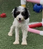 Bob, a male Cocker Spaniel and Poodle - Miniature  for sale in Paxton, IL – 8 of 10