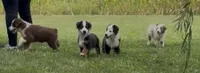 Bambi friendly, a female Miniature American Shepherd for sale in Paxton, IL – 2 of 8