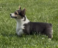 Jake “Josie” clear , a male Pembroke Welsh Corgi for sale in Paxton, IL – 9 of 10