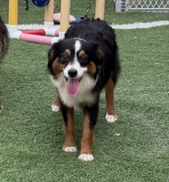 Happy “Hazel” pet only , a female Miniature American Shepherd for sale in Paxton, IL – 3 of 9