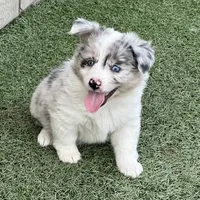 Kielbasa “Auggie” ears up, a female Pembroke Welsh Corgi and Miniature Australian Shepherd for sale in Paxton, IL – Photo 5 of 10