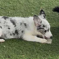 Kielbasa “Auggie” ears up, a female Pembroke Welsh Corgi and Miniature Australian Shepherd for sale in Paxton, IL – Photo 9 of 10