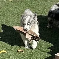 Kielbasa “Auggie” ears up, a female Pembroke Welsh Corgi and Miniature Australian Shepherd for sale in Paxton, IL – Photo 7 of 10