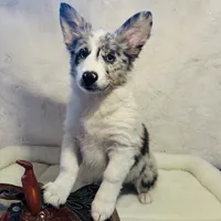 Kielbasa “Auggie” ears up, a female Pembroke Welsh Corgi and Miniature Australian Shepherd for sale in Paxton, IL – Photo 4 of 10
