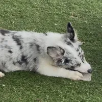 Kielbasa “Auggie” ears up, a female Pembroke Welsh Corgi and Miniature Australian Shepherd for sale in Paxton, IL – Photo 10 of 10
