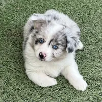 Kielbasa “Auggie” ears up, a female Pembroke Welsh Corgi and Miniature Australian Shepherd for sale in Paxton, IL – Photo 6 of 10