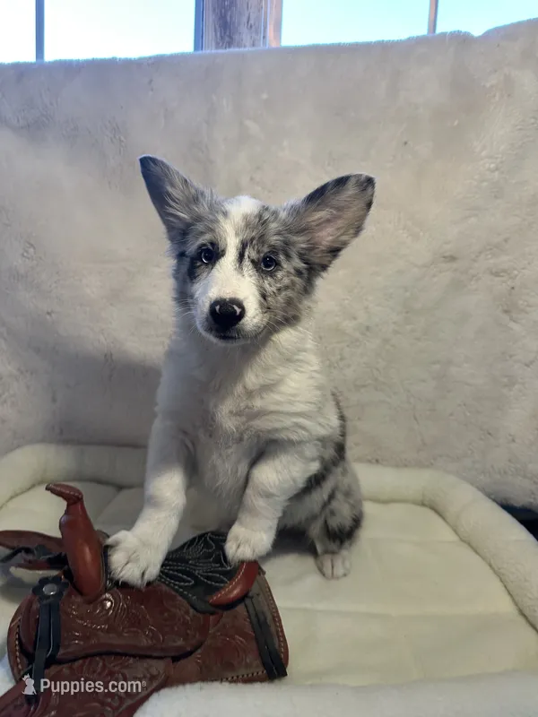 Kielbasa “Auggie” ears up