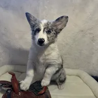 Kielbasa “Auggie” ears up, a female Pembroke Welsh Corgi and Miniature Australian Shepherd for sale in Paxton, IL – Photo 2 of 10
