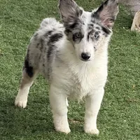 Kielbasa “Auggie” ears up, a female Pembroke Welsh Corgi and Miniature Australian Shepherd for sale in Paxton, IL – Photo 1 of 10