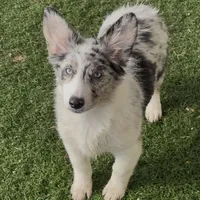 Kielbasa “Auggie” ears up, a female Pembroke Welsh Corgi and Miniature Australian Shepherd for sale in Paxton, IL – Photo 8 of 10