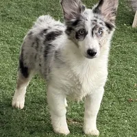 Kielbasa “Auggie” ears up, a female Pembroke Welsh Corgi and Miniature Australian Shepherd for sale in Paxton, IL – Photo 3 of 10