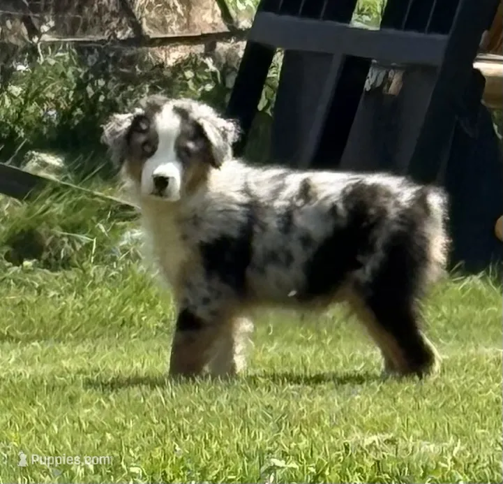 Bobby “Birdie” – Miniature American Shepherd puppy for sale in Paxton, IL