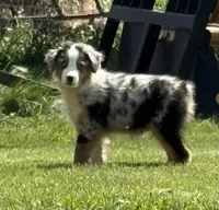 Bobby “Birdie”, a male Miniature American Shepherd for sale in Paxton, IL – 1 of 3