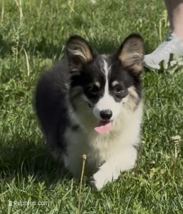 Sahara “Josie” – Pembroke Welsh Corgi puppy for sale in Paxton, IL