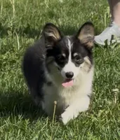 Sahara “Josie”, a female Pembroke Welsh Corgi for sale in Paxton, IL – 1 of 10