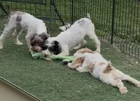 Barbie , a female Cocker Spaniel and Poodle - Miniature  for sale in Paxton, IL – 5 of 6