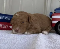 Tony “Teagan” , a male Poodle - Miniature  for sale in Paxton, IL – 2 of 2