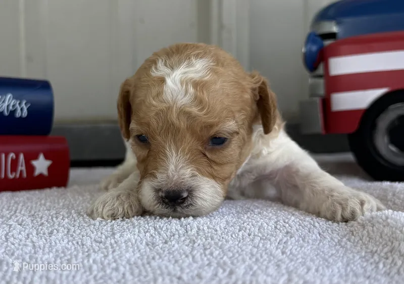 Mickey “Margie” – Poodle - Miniature  puppy for sale in Paxton, IL