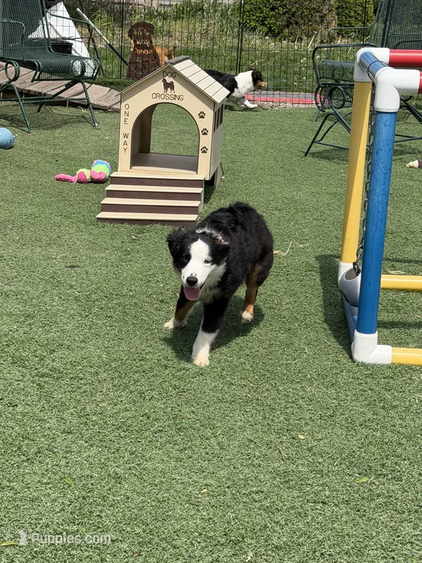 Andy – Miniature American Shepherd puppy for sale in Paxton, IL
