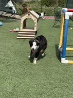 Andy, a male Miniature American Shepherd for sale in Paxton, IL – 1 of 4