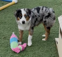 Brynn “Briana”, a female Miniature American Shepherd for sale in Paxton, IL – 5 of 6