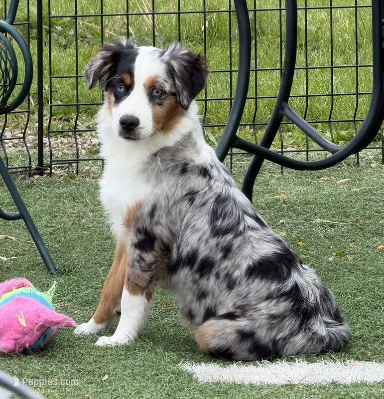 Brynn “Briana” – Miniature American Shepherd puppy on hold in Paxton, IL